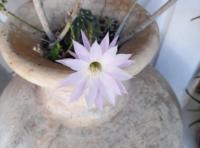 Siroco's And Apart-hotel Páros