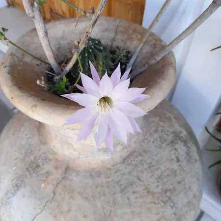 Siroco's And Aparthotel Parikia (Paros)